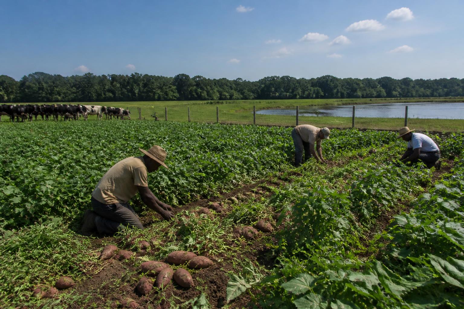 North Carolina Infrastructure Expansions Provide Relief to Regional Ag Logistics - AgroPost